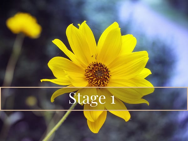 Homeopathy Online Course UK - Stage 1 Product img