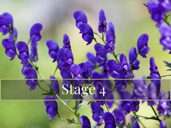 Homeopathy Online Course UK - Stage 4 Product img